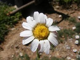 . water over 2 to 3 heaping teaspoons of flowers and steeping for 10 minutes. Anacyclus Pyrethrum Spanish Chamomile