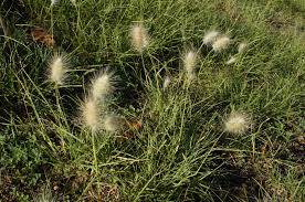 Image result for Cenchrus trisetus