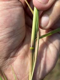 Image result for Eragrostis aspera