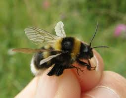 Image result for Bombus ruderatus