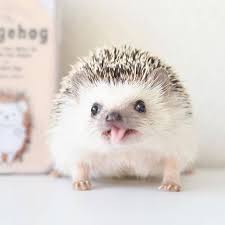 Hedgehog Don Ts Top 6 Hedgehog No No S Hedgehogged Hedgehog Pet Cute Little Animals Cute Animal Photos