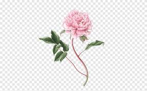 Maybe you would like to learn more about one of these? Pink Flower Illustration Flower Botanical Illustration Drawing Botany Illustration Peony File Watercolor Painting Flower Arranging Png Pngegg