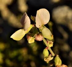 Image result for Crotalaria onobrychis