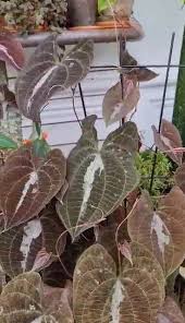 Image result for Dioscorea dregeana