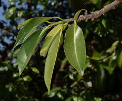 Image result for Symphonia globulifera