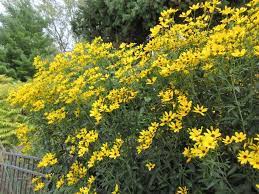 Pin On Native Sun Wildflower