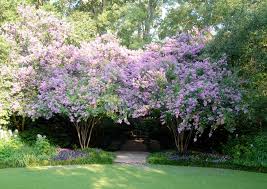 Even light shade at various times during the day will greatly reduce flowering, cause the tree to appear thin, and force it to reach for the sun, creating a leggy look. How To Prune Crepe Myrtle Trees Flower Magazine
