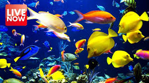 Pin By Michelle Davies On Akvaryum Sesinin Dayanilmaz Guzelligi Underwater Wallpaper Fish Wallpaper Ocean Animals