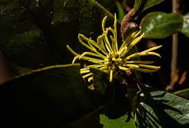 Image result for Trichocladus ellipticus