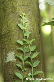 Image result for Psychotria ceratoloba