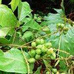 Image result for Allophylus africanus