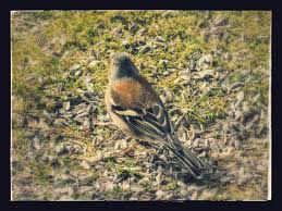 Birds That Start With Q Metsvint Animals Lind Bird