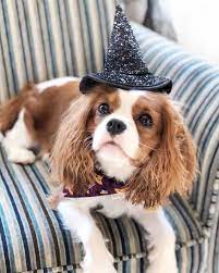 Cavalier King Charles Spaniel Witches Hat Halloween Blenheim Cavalier King Charles Dog King Charles Cavalier Spaniel Puppy King Charles Dog
