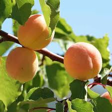 Image result for Prunus armeniaca