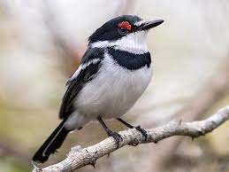 Image result for Platycoryne affinis