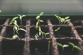 We have created a list of 10 of the easiest foods you can grow right from your own home. 14 Easiest Vegetables To Grow Indoors That Ll Feed The Fam