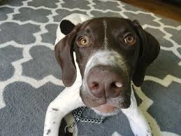 We did not find results for: Dog Gone Problems German Shorthaired Pointer Puppy Won T Go Outside Without Owner Blogs Omaha Com