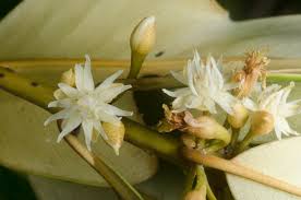 Image result for Manilkara obovata