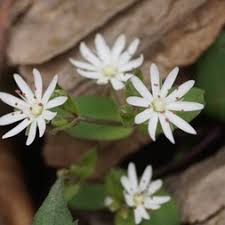 Image result for Stellaria