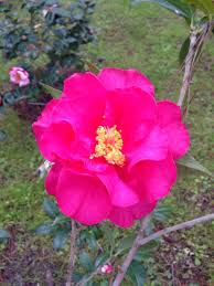 Camellia Frank Houser A Very Large Double Bloom Gorgeous Flower Bob Wines Camellia Gardens In Ocala Fl Hibiscus Flowers Bloom