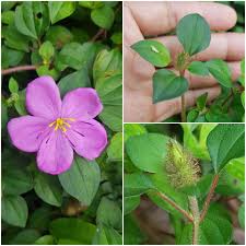 Image result for Heterotis rotundifolia