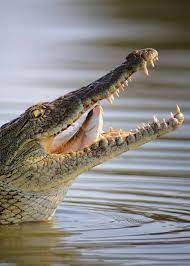 Afrika Nil Timsahi Crocodylus Niloticus Ile Balik Nil Timsahi Timsah Vahsi Hayvanlar