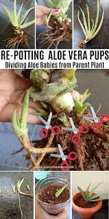 Aloe vera is a very popular plant that is best known for the healing qualities of. Re Potting Aloe Vera Pups Dividing Aloe Vera Babies From The Parent Plant Plants Aloe Vera Plant Aloe Plant