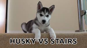See more ideas about puppies, cute puppies, cute dogs. Cutest Husky Puppy Husky Vs Stairs Youtube