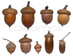 Types Of Acorns Stock Image Of Acorn Different Type And