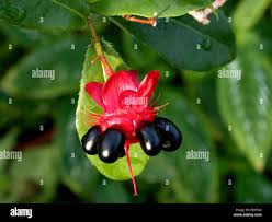 Image result for Ochna kirkii