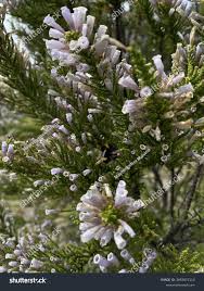 Image result for Fabiana imbricata