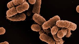 Image result for Bacteria