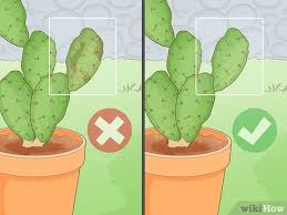They are cute, weird, and completely irresistible, making them just the perfect choice in adding a bit of pep and beauty to your space. 4 Ways To Propagate A Cactus Wikihow