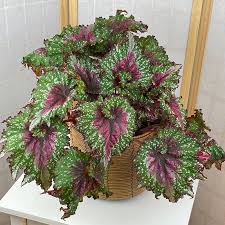 Image result for Begonia meyeri-johannis