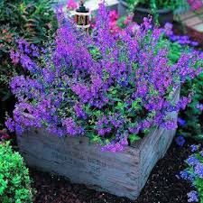 Angelonia It S Easy To Grow And Flowers Profusely Great Plant For Our Dry Spells And Heat Not Fussy About Soil Either B Plants Flower Garden Lawn And Garden