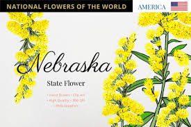Flower is an unincorporated community in braxton county, west virginia, united states. Nebraska State Flower Grafico Por Hanatist Studio Creative Fabrica