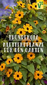Die Thunbergia Eine Aussergewohnliche Kletterpflanze Plant Happy In 2020 Kletterpflanzen Pflanzen Schwarzaugige Susanne