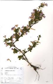 Image result for Dyschoriste trichocalyx