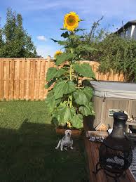 Jan 22, 2014 · grow in an open area, as they will need lots of space.russian mammoth sunflowers need lots of sun, so plan for an open sunny area. My First Time Growing Sunflowers Gardening