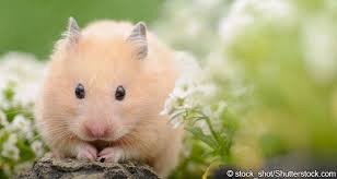 Information About Winter White Dwarf Hamster Care And Facts Cute Hamsters Little Pets Winter White Hamster