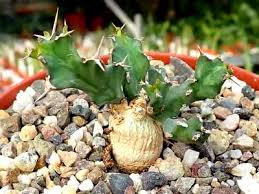 Image result for Euphorbia torta