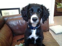 We did not find results for: Cocker Spaniel Cross Labrador Spanador Breed Characteristics Temperament And Behavior Training