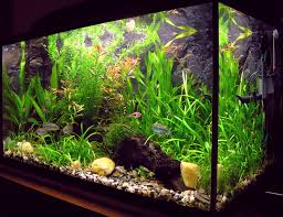 Best beginner tropical fish tanks of 2021. Aquarium Wikipedia