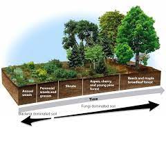 The Definitive Guide To Building Deep Rich Soils By Imitating Nature -  Permaculture Apprentice