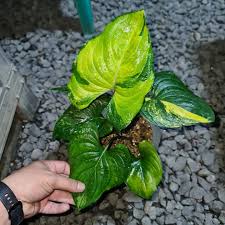 Image result for Cyanastrum