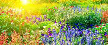 Image result for perfect gardening spot