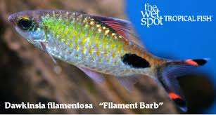 Image result for Bulbostylis filamentosa