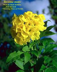 Image result for Tecoma stans