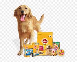 About Us Ares The Golden Retriever Pedigree Food Golden Retriever Hd Png Download 571x595 1259635 Pngfind