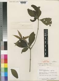 Image result for Leptactina benguelensis